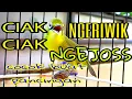 CIAK CIAK, NGERIWIK, NGEJOS UNTUK MELATIH GEBOKAN ||KECIAL SUPER||