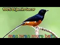 Download Lagu masteran mure batu #murebatu kontes#burungkicau #burungkicau #mure batu juara#murebatuwisplong