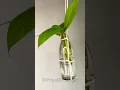Download Lagu Save this Easy 🌿 Plant DIY! 🪴 Add Greenery to Your Home! ✨ #viral #diy #plantlovers #homedecor