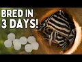 Download Lagu Zebra Pleco Breeding Success – Xingu River Build