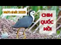 Download Lagu Chim Quốc Mồi Chuẩn Nhất, Tiếng Chim Quốc Mái Gọi Trống Thời Lượng Dài