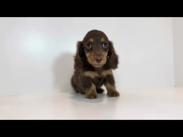 動画
