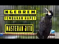 Download Lagu MASTERAN JALAK SUREN COCOK UNTUK MASTERAN MURAI BATU ATAU BURUNG LOMBA