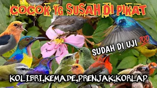 suara pikat burung kecil ampuh kombinasi ribut anti zonk 