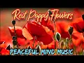 Beautiful Red Poppies Flower Relaxing Peaceful Mind Music AI - Promts-p2b