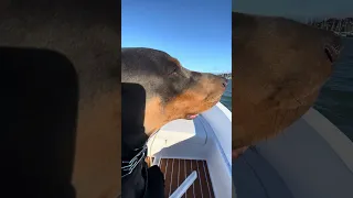 #fyp #dream #doberman #pets #youtube
