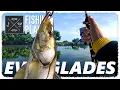 I Caught MASSIVE Fish in the EVERGLADES FISHING PLANET