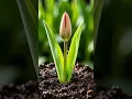 Download Lagu growth of pink tulips #flowers