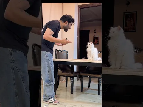 Faansi ki saja mili Rani ko 😂#catfunny #catcomedy #catshorts #funnycats #priyesh0770 #catblogger