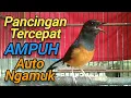 Download Lagu Murai batu | Murai betina gacor memanggil jantan pancingan tetcepat ampuh bikin jantan auto ngamuk❗❗