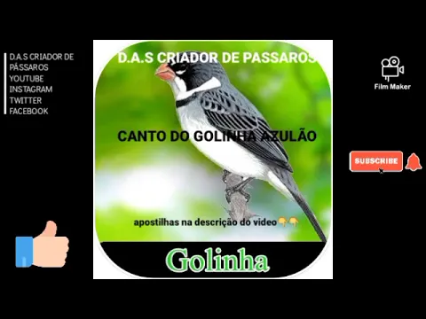 Download MP3 Cântico do Golinha Azulão.