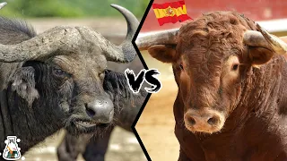cape buffalo vs spanish bull which is the strongest