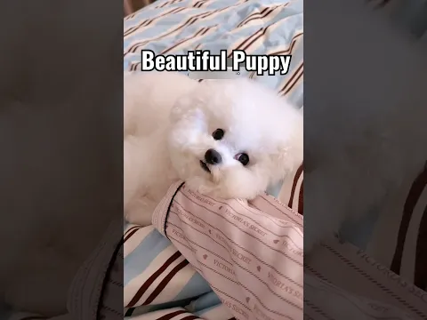 Today this puppy is angry with mom 🐶😡 | Dog😫