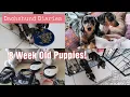 8 Week Old Dachshund Puppies A Day In The Life Of Looking After Two Dapple Dachshund Puppies