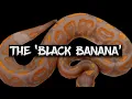 Taking the Banana Ball Python to the Dark Side