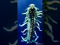 Download Lagu Strange unknown DEEP SEA Creature #shorts