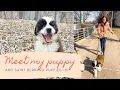 MEET MY PUPPY SAINT BERNARDS 101
