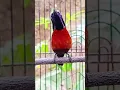 Download Lagu suara burung Kolibri ninja