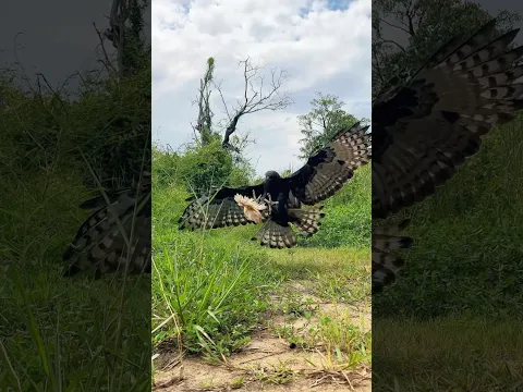 Two Raptors Take Flight — The Wing Power Is Incredible! 😱🦅🔥 #wildlife