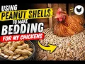 Using peanut shells to make bedding for my chickens