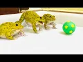 Download Lagu Amazing frog  frog fight something that moves front of them. best fighters