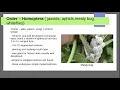 homoptera and hemiptera