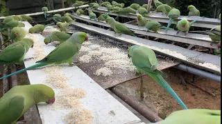 Kitchen Garden is live for parrots feeding 24/10/2026
