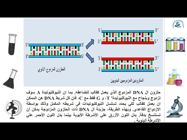 ⁣مبادئ الوراثة الجزيئية (تضاعف الـDNA) انزيم البوليميريز