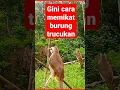 cara memikat burung trucukan#shorts