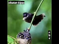 Download Lagu burung sikatan kipas meloloh anakan