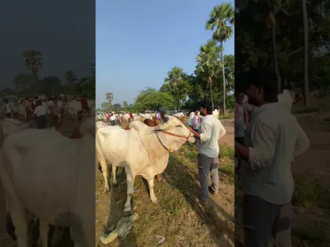 #song #love #music #entertainment #newsong #automobile #penchulapadubulls #farming #bullfarm #cow