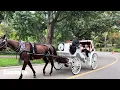 🇺🇸 Gorgeous Fall Foliage in NYC’s Central Park🍁🍂Enjoy Iconic Autumn Scenes in NYC 2026 | NYC Walk 4K