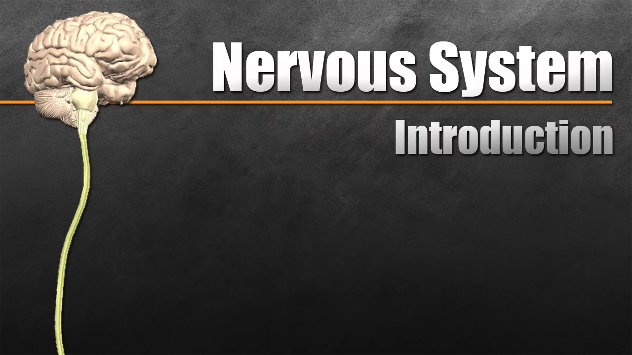 The Nervous System In 9 Minutes