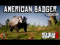 American Badger Location - Red Dead Redemption 2