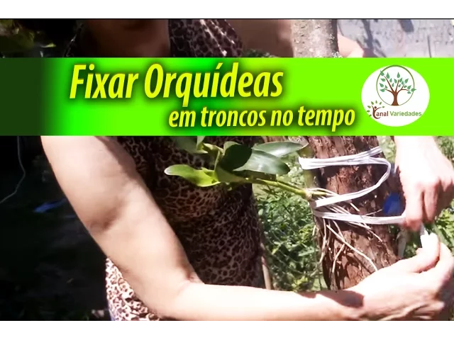 CULTIVAR E FIXAR ORQUÍDEAS EM TRONCO, VEJA A VARIEDADE CERTA, JARDINAGEM E ESTILO DE VIDA