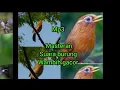 Suara MP3 burung wambih buat masteran dan pancingan wambi malas bunyi