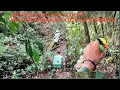 Download Lagu Mikat Burung Predator /Jovin Menggunakan Getah Karet!!! #jombapetualang 