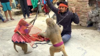 monkey comedy hindi story bandar bandariya ka khel monkey funny video