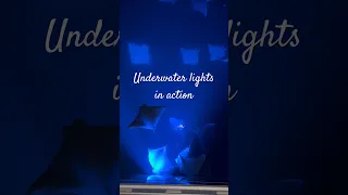 Underwater lights bring the mobula rays to the hull.