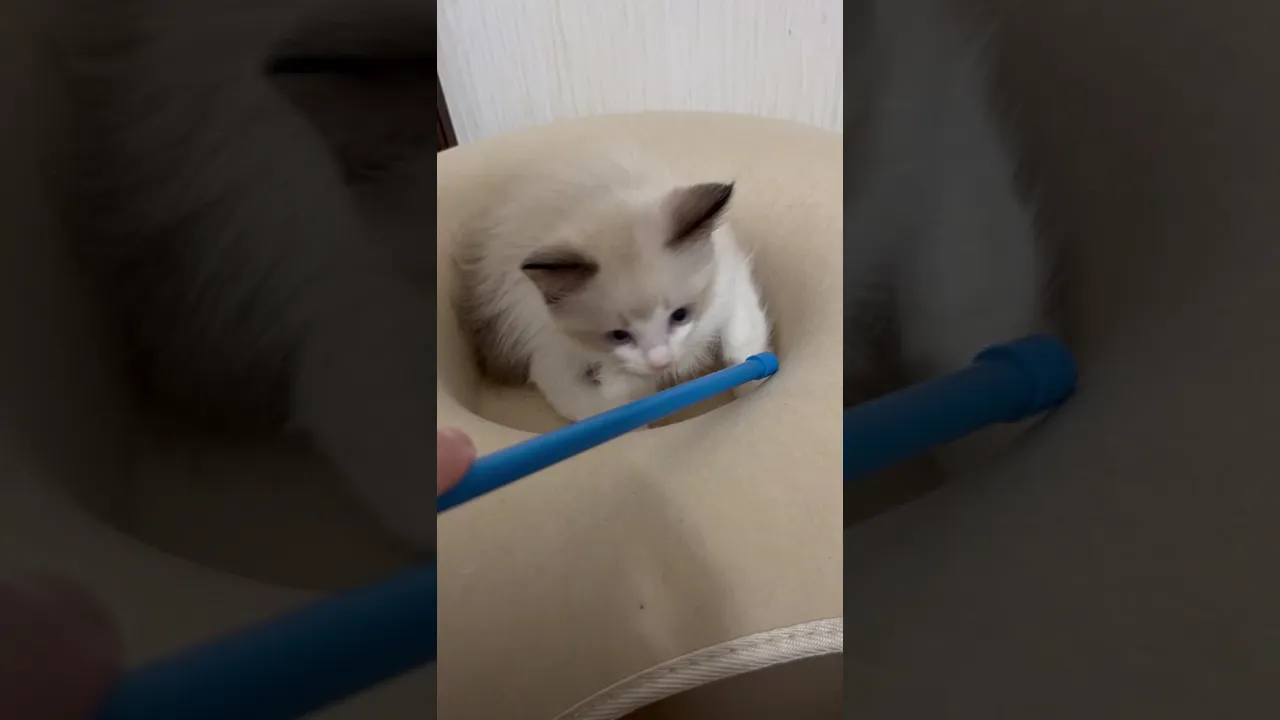 動画