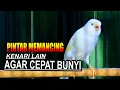 Download Lagu KENARI GACOR PANJANG JERNIH, TERBUKTI AMPUH PINTAR MEMANCING KENARI LAIN AGAR CEPAT BUNYI