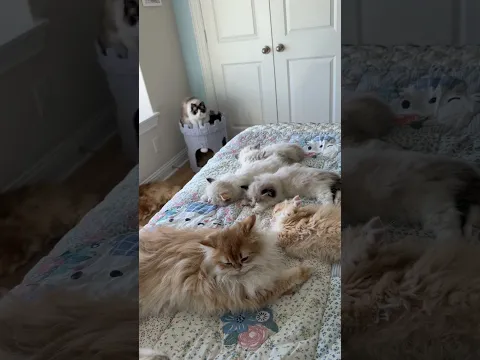 Post picture day nap time