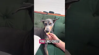 #fypシ #Fyp #Dream #pets #doberman