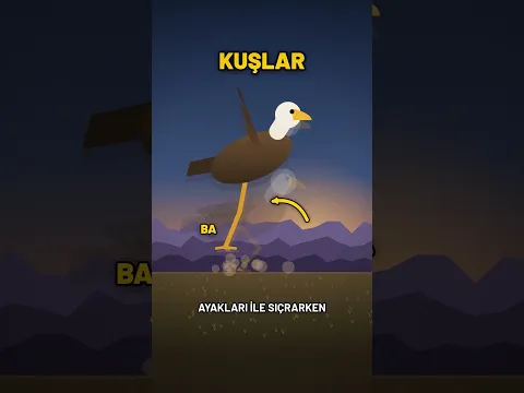 Gökyüzünün devleri: Pterozorlar #pterozor #dinozor #bilim