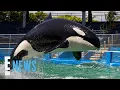 Download Lagu Did an Orca Kill Trainer Jessica Radcliffe? Viral Clip Explained | E! News