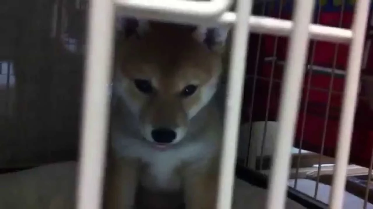 Dog barking. Sound effects and natural ambient sounds.