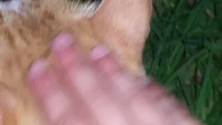 חתולים עם עיניים זוהרות 