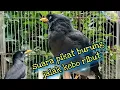 Download Lagu Suara Pikat Burung Jalak Kebo Ribut