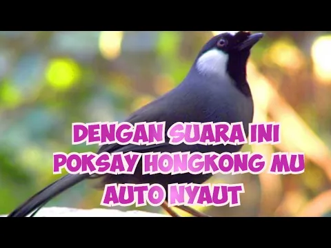 Download MP3 Hitungan Detik Poksay Hongkongmu Auto Nyaut Dengar Suara Poksay Hongkong Betina Ini