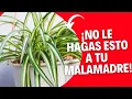 Download Lagu ¡No le haga esto a tu malamadre! 🌱 Cuidados de La cinta o planta araña